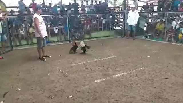 5cock/bullsta derby @GALLERA DE SAN ISIDRO DVO. OR. 1ST FIGHT RED WIN