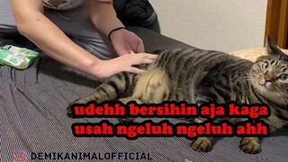 MANUSIA JADI BUDAK KUCING