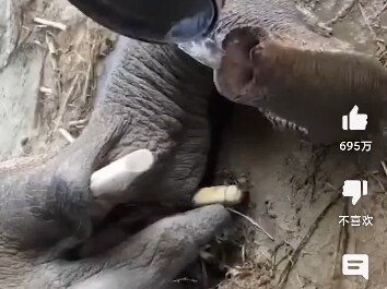 Elephant Drinking Water