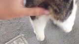 [Hewan]Membelai kucing liar di komunitas