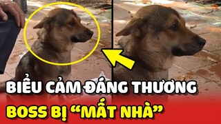 Biểu cảm BUỒN TỦI của chú chó vì tưởng mình bị MẤT NHÀ 😂 | Yêu Lu