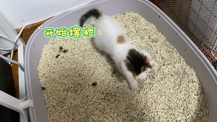 Bốn con mèo cùng kéo, cớ gì bắt mình tôi một mình chôn?