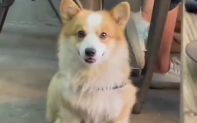 น้องหมาที่ถ่ายรูปสวยมาก～