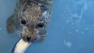 Hải cẩu đã giải quyết được vấn đề không có chó con dưới biển.