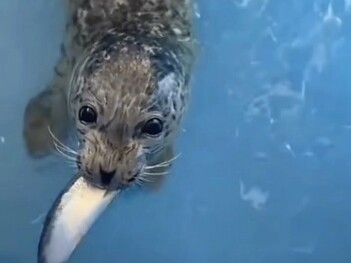 الفقمة حلّت مشكلة عدم وجود جِراء في البحر.