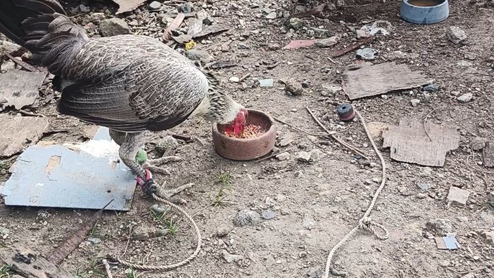 Popeye Gray cuban hennie