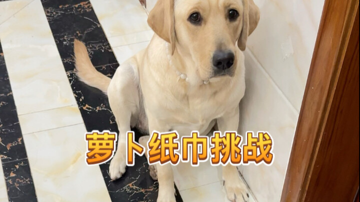 ชาเลนจ์กระดาษทิชชู่หัวไชเท้า