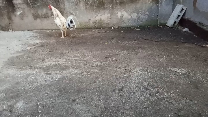 balag Bagan ng magkapatid