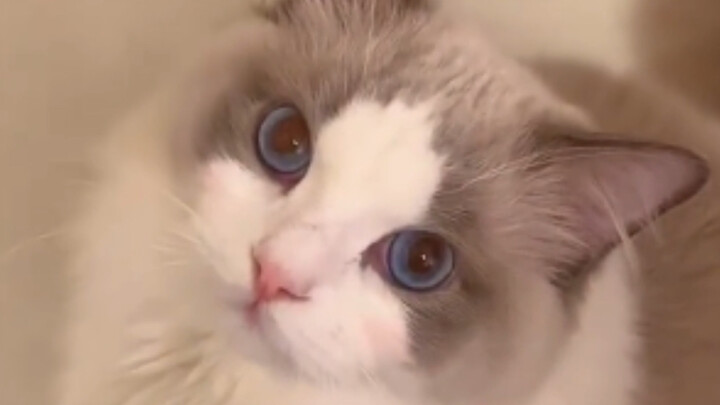 Đây là kiểu “âm kẹp” trong tiếng mèo à? Học từ ai mà ngọt ngào thế này...