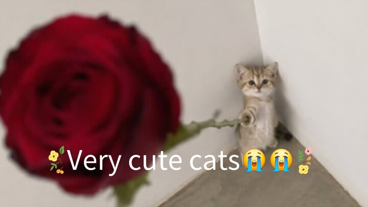Funny cats 😭😼