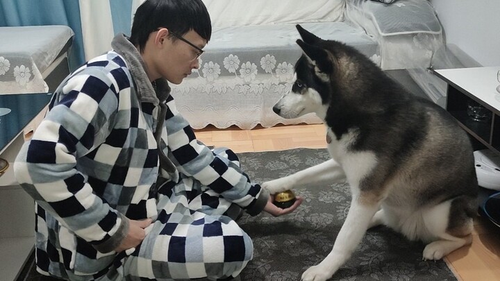 Bel Anjing Viral Untuk Husky-ku dan Mengajarinya!