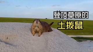 Those hilarious animal videos!