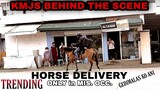 @GMA News  RIDING HORSE DELIVERY