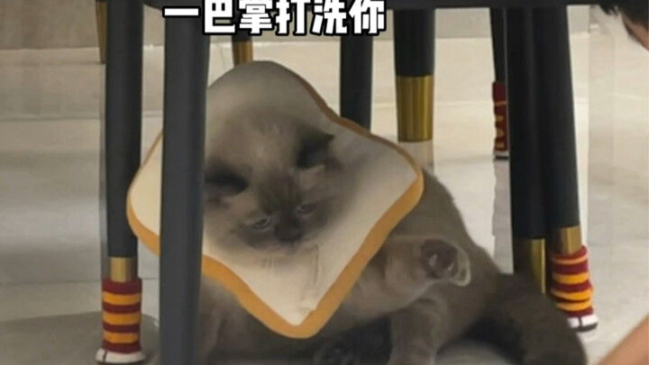 A Major Case of Double Standards Involving a Little Kitten
