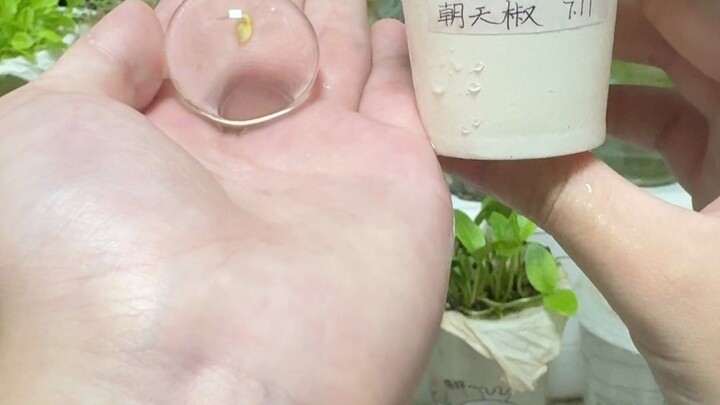 营养液泡海绵宝宝塞植物种子后续8