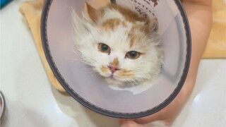 绑架露着屁股，享受以蛋换条新业务