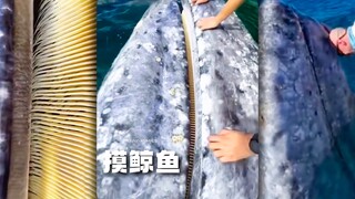 墨西哥旅游项目--摸鲸鱼！好担心手机掉人家嘴里！