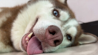 Mencoba menutup mulut anjing Siberian Husky, bikin ngakak... sama sekali tidak memberi kesempatan!