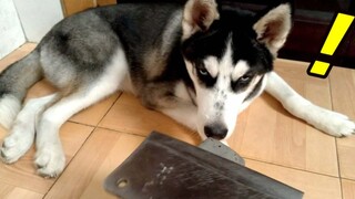 [Cún cưng] Chủ nhân mài dao trước mặt Husky, Husky sợ run rồi!