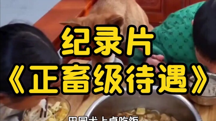 大型纪录片《正畜级待遇》持续为您播出