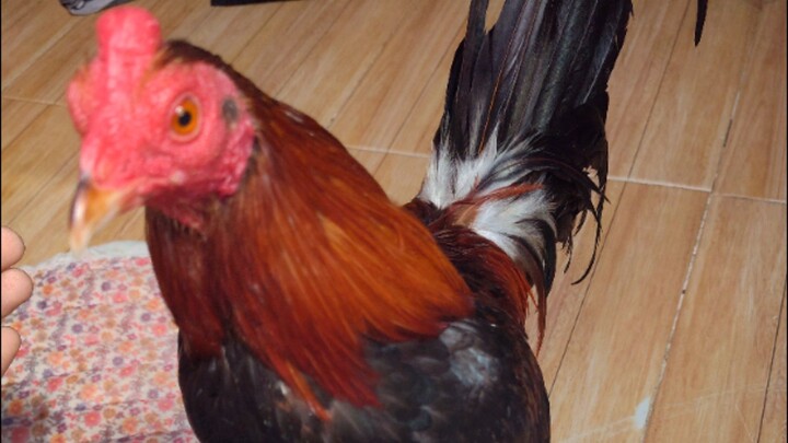 1st fight win π (Kcsa bantam derby)