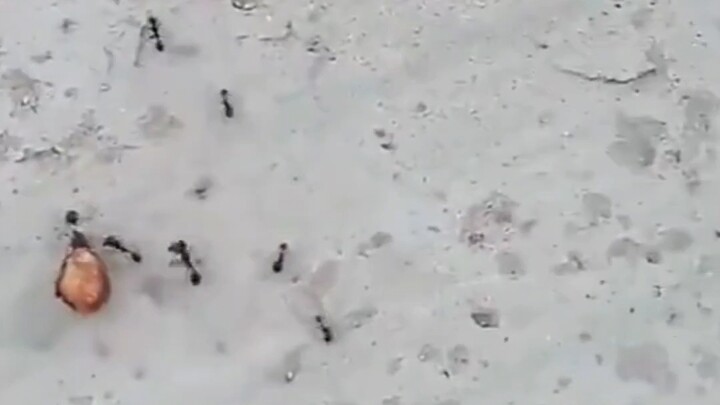 Kiến: Trời ơi, có thần tiên!