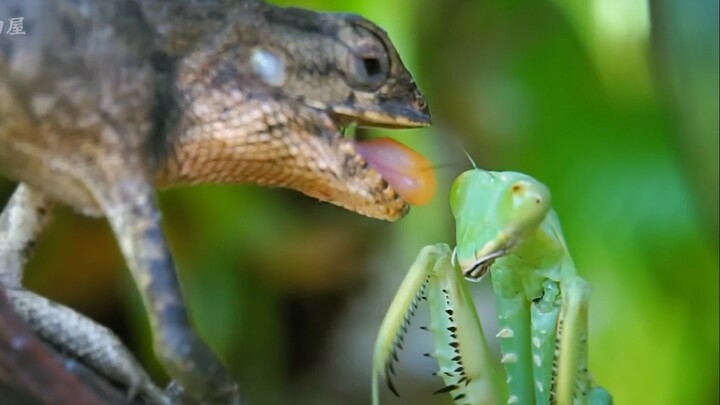 กิ้งก่าเปลี่ยนสี: ฉันไม่หาเรื่อง แต่ก็ไม่กลัวเรื่องเช่นกัน