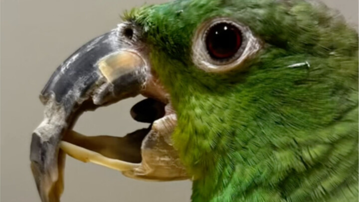 الببغاء المسكين