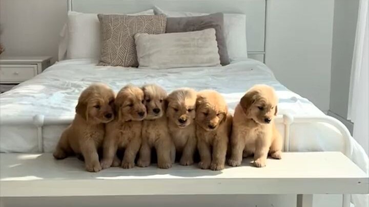 Chúc mừng bạn đã đến tổ vàng rồi!