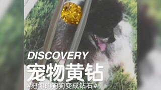 DISCOVERY | Pet Diamond