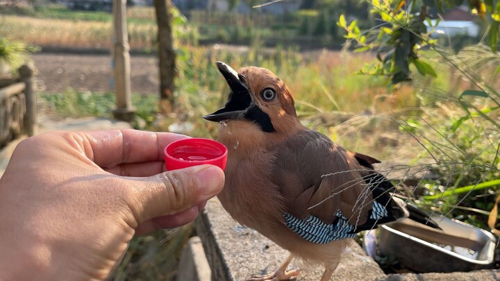 A jay hid its food in its owner’s shoe and ended up being overwhelmed by the smell.