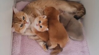 boss mẹ và con :3