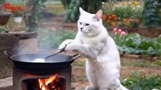 Đứng bật dậy! Cơm chiên mèo!