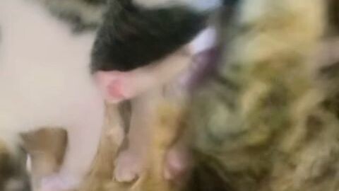my cat new born babies so adorable and cute