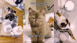 From hairless to furry, which cat do you prefer?