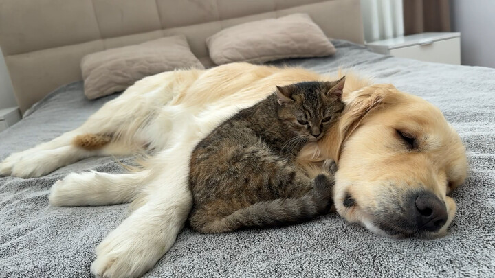 Kucing kecil yang menggemaskan menganggap anjing golden retriever-nya sebagai tempat tidur yang semp