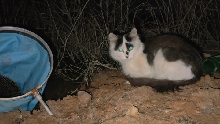 晚上偶遇一只流浪猫，它陪我钓鱼，我喂它吃鱼