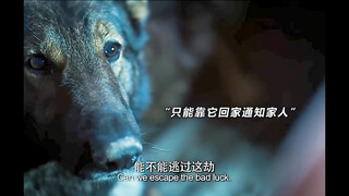 狗，是人类的好朋友，无论怎么样都不要抛弃他