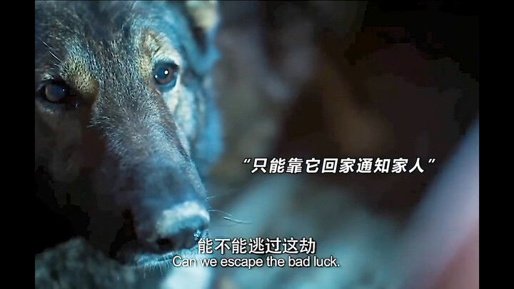 狗，是人类的好朋友，无论怎么样都不要抛弃他