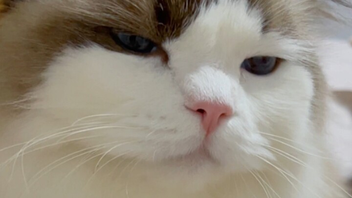 Ai cũng bảo mèo con linh thiêng? Sao nó lại dẫm lên bụng bầu của mình thế này!