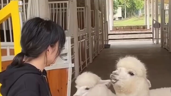 ถูกแพะถุยน้ำลาย