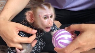 Mom amuse Mino monkey with ball