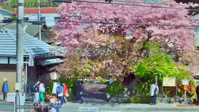 河津桜まつりライブカメラ　～河津桜原木～　正面　河津桜伝説発祥の地！ 2026-02-24 12_55_144p