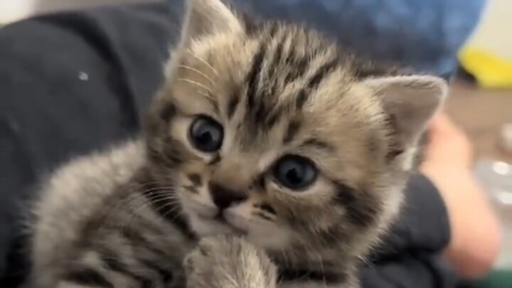 Why is this kitten so photogenic?
