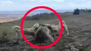 80 Merciless Animal Battles Ever Filmed