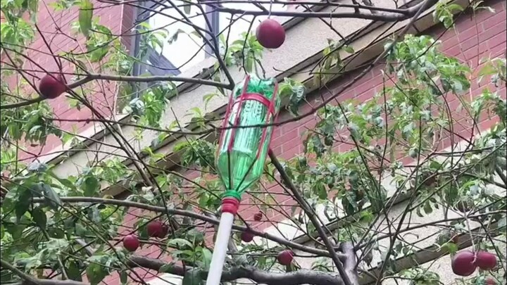 DIY Peach-Picking Gadget with a Sprite Bottle |