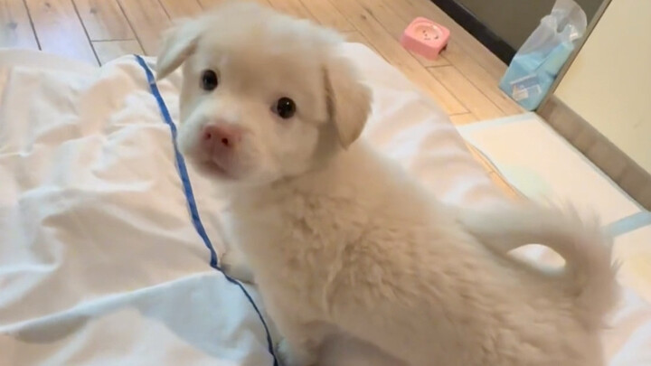 โดนความน่ารักของน้องหมาทำให้เคลิบเคลิ้มไปหมด ใครเข้าใจบ้างเนี่ย