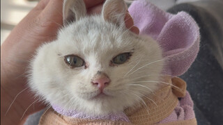 A Big Battle Against the Family That Digs Pits