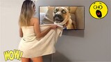 Random Funny Videos |Try Not To Laugh Compilation | Cute People And Animals Doing Funny Things #P21