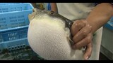Ẩm Thực Nhật Bản - Cá Nóc Fugu Sashimi
